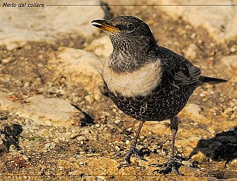 Animali 227